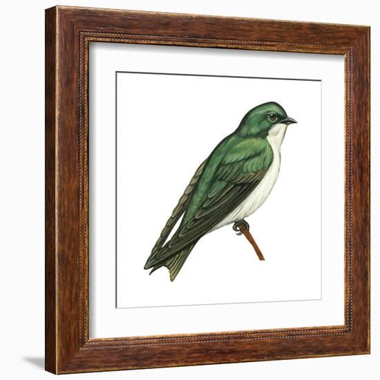 Tree Swallow (Tachycineta Bicolor), Birds-Encyclopaedia Britannica-Framed Art Print