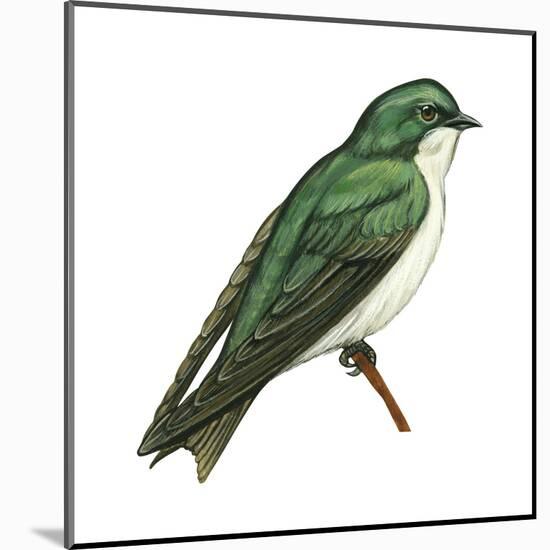 Tree Swallow (Tachycineta Bicolor), Birds-Encyclopaedia Britannica-Mounted Art Print