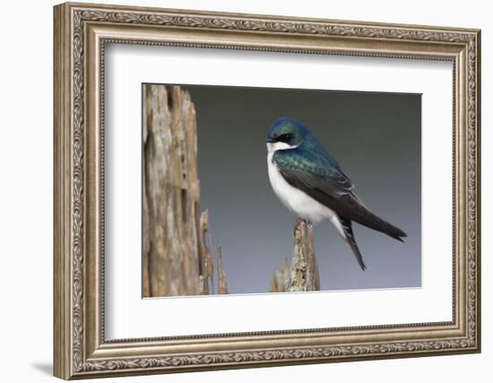 Tree Swallow-Ken Archer-Framed Photographic Print