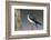 Tree Swallow-Ken Archer-Framed Photographic Print