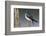 Tree Swallow-Ken Archer-Framed Photographic Print