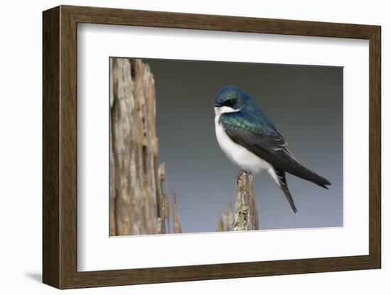 Tree Swallow-Ken Archer-Framed Photographic Print