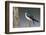 Tree Swallow-Ken Archer-Framed Photographic Print