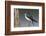 Tree Swallow-Ken Archer-Framed Photographic Print