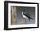 Tree Swallow-Ken Archer-Framed Photographic Print