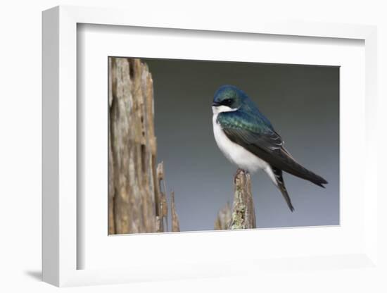 Tree Swallow-Ken Archer-Framed Photographic Print