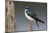 Tree Swallow-Ken Archer-Mounted Photographic Print