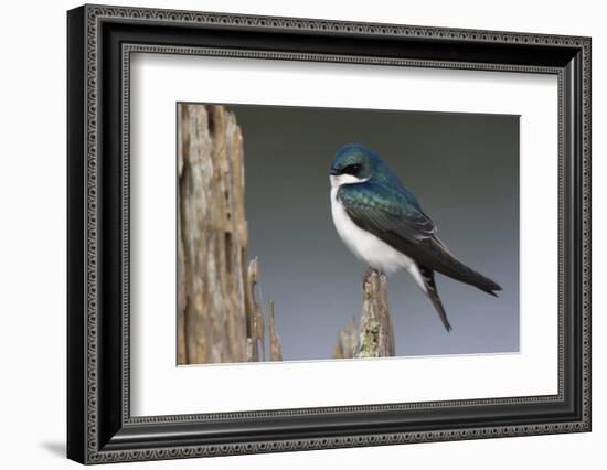 Tree Swallow-Ken Archer-Framed Photographic Print