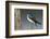 Tree Swallow-Ken Archer-Framed Photographic Print