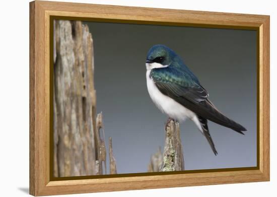 Tree Swallow-Ken Archer-Framed Premier Image Canvas