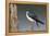 Tree Swallow-Ken Archer-Framed Premier Image Canvas