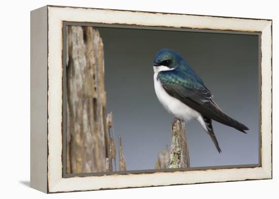 Tree Swallow-Ken Archer-Framed Premier Image Canvas