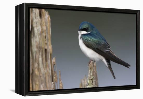 Tree Swallow-Ken Archer-Framed Premier Image Canvas