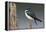 Tree Swallow-Ken Archer-Framed Premier Image Canvas