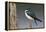 Tree Swallow-Ken Archer-Framed Premier Image Canvas