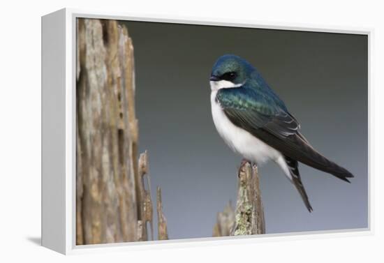 Tree Swallow-Ken Archer-Framed Premier Image Canvas