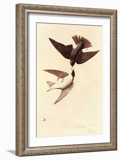 Tree Swallow-John James Audubon-Framed Art Print