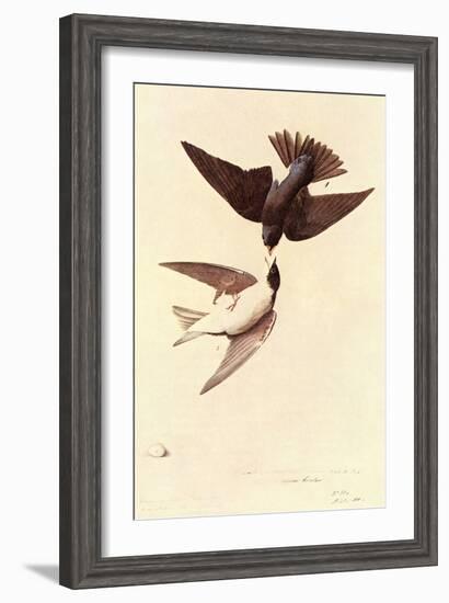Tree Swallow-John James Audubon-Framed Art Print