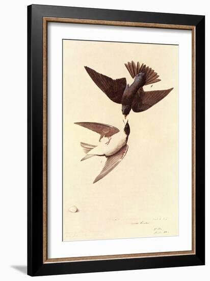 Tree Swallow-John James Audubon-Framed Art Print