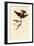 Tree Swallow-John James Audubon-Framed Art Print