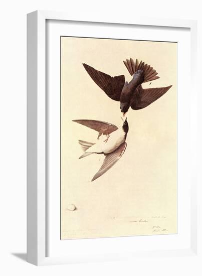 Tree Swallow-John James Audubon-Framed Art Print