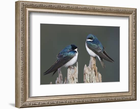 Tree Swallows-Ken Archer-Framed Photographic Print