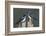 Tree Swallows-Ken Archer-Framed Photographic Print