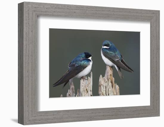 Tree Swallows-Ken Archer-Framed Photographic Print