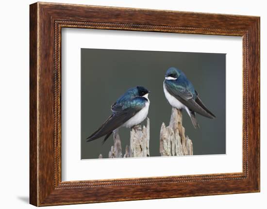 Tree Swallows-Ken Archer-Framed Photographic Print