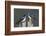 Tree Swallows-Ken Archer-Framed Photographic Print