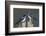 Tree Swallows-Ken Archer-Framed Photographic Print