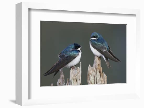 Tree Swallows-Ken Archer-Framed Photographic Print