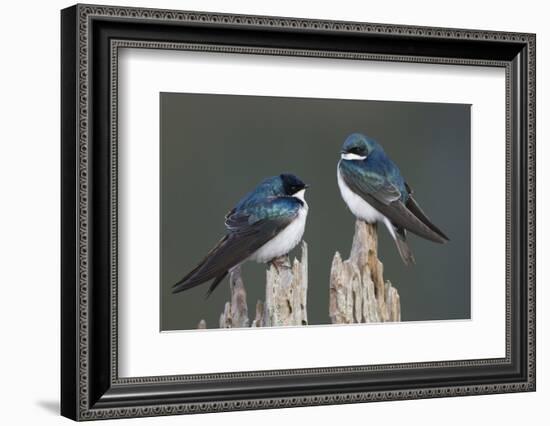 Tree Swallows-Ken Archer-Framed Photographic Print