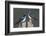 Tree Swallows-Ken Archer-Framed Photographic Print