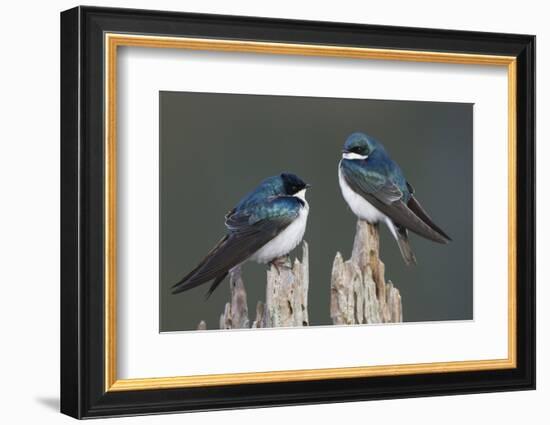 Tree Swallows-Ken Archer-Framed Photographic Print