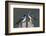 Tree Swallows-Ken Archer-Framed Photographic Print