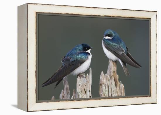 Tree Swallows-Ken Archer-Framed Premier Image Canvas