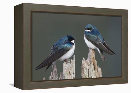 Tree Swallows-Ken Archer-Framed Premier Image Canvas