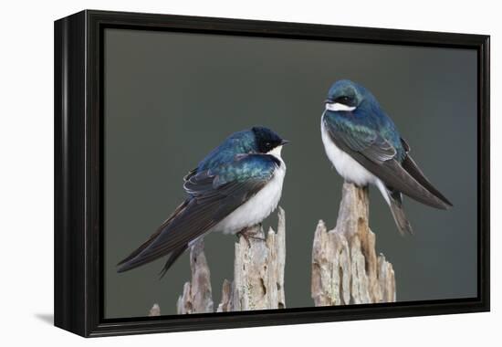 Tree Swallows-Ken Archer-Framed Premier Image Canvas