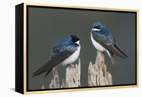 Tree Swallows-Ken Archer-Framed Premier Image Canvas