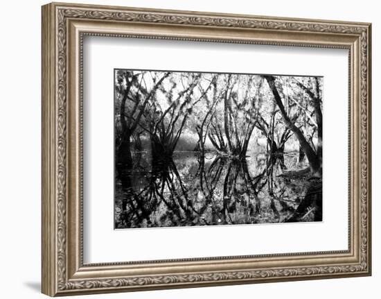 Tree Symphony-Jan Michael Ringlever-Framed Art Print