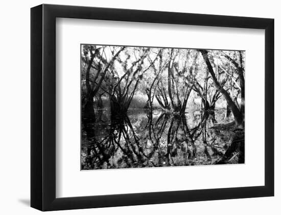 Tree Symphony-Jan Michael Ringlever-Framed Art Print