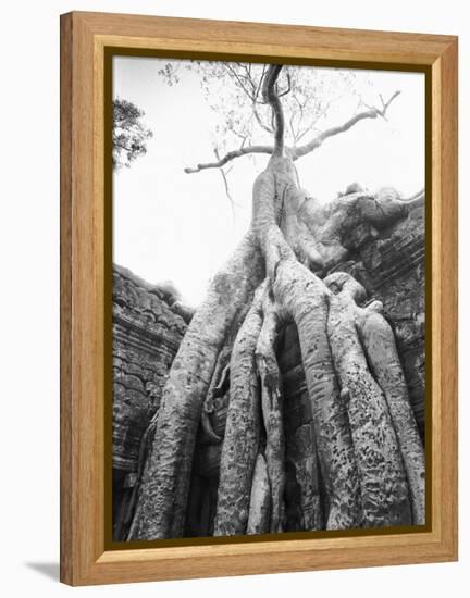 Tree Ta Prohm, Angkor, Cambodia-Walter Bibikow-Framed Premier Image Canvas