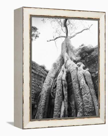 Tree Ta Prohm, Angkor, Cambodia-Walter Bibikow-Framed Premier Image Canvas