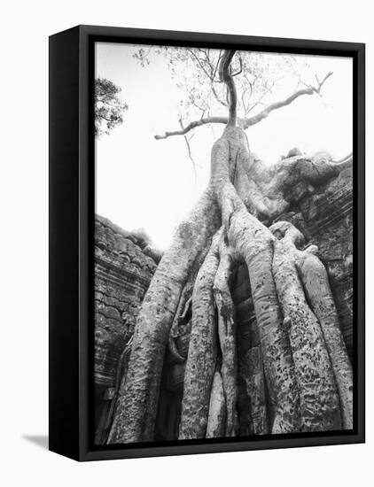 Tree Ta Prohm, Angkor, Cambodia-Walter Bibikow-Framed Premier Image Canvas