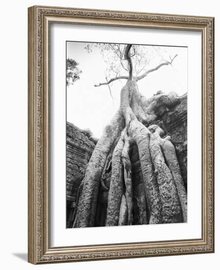 Tree Ta Prohm, Angkor, Cambodia-Walter Bibikow-Framed Photographic Print