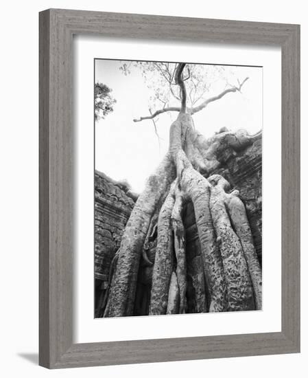 Tree Ta Prohm, Angkor, Cambodia-Walter Bibikow-Framed Photographic Print