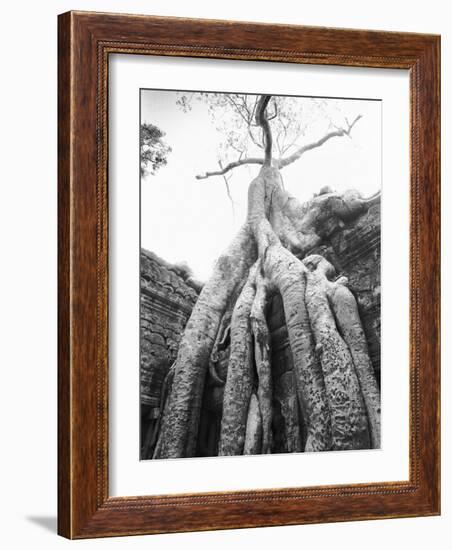 Tree Ta Prohm, Angkor, Cambodia-Walter Bibikow-Framed Photographic Print