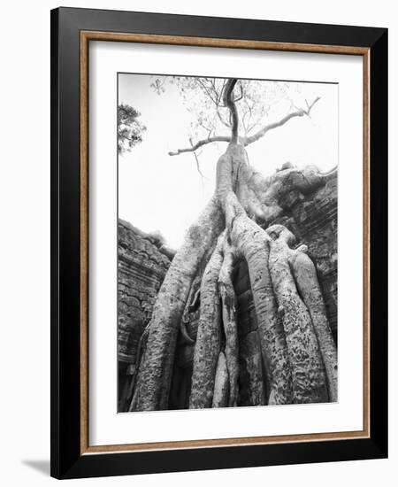 Tree Ta Prohm, Angkor, Cambodia-Walter Bibikow-Framed Photographic Print