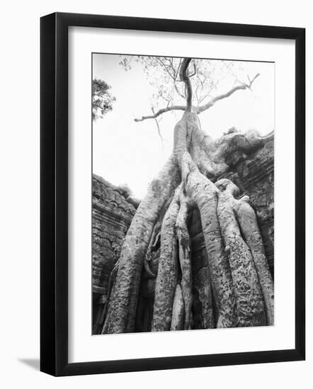 Tree Ta Prohm, Angkor, Cambodia-Walter Bibikow-Framed Photographic Print